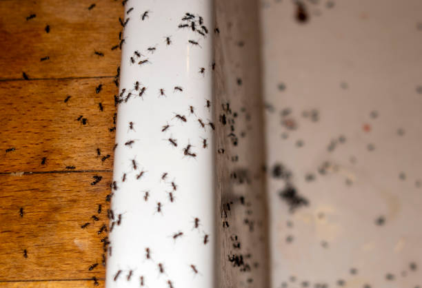 Best Local Pest Control Services  in Oakland, IA